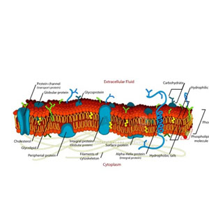 Cell Membrane Model